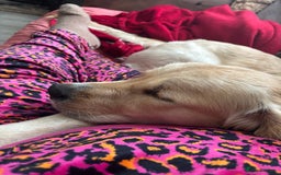 Golden Retriever dogs for sale: Gorgeous Goldie - Image 4