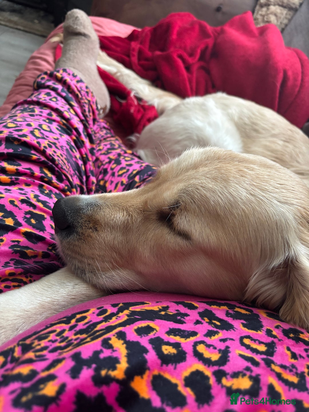 Golden Retriever dogs for sale: Gorgeous Goldie - Image 4