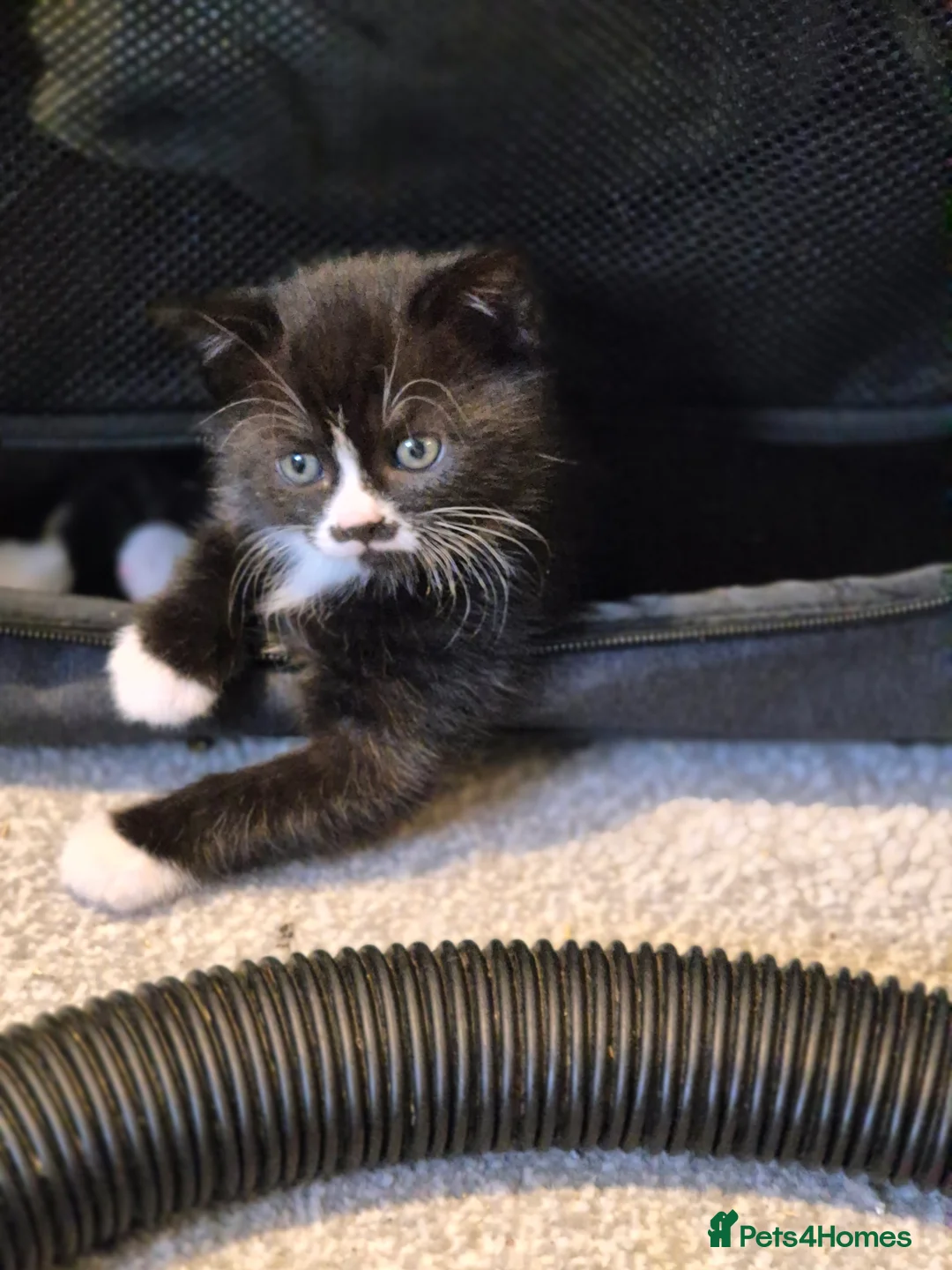 Mixed Breed cats for sale: Exceptional Black & White Kittens - Advert 3