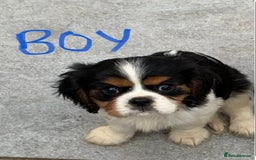 Cavalier King Charles Spaniel dogs for sale: Pedigree cavalier puppies  - Image 5