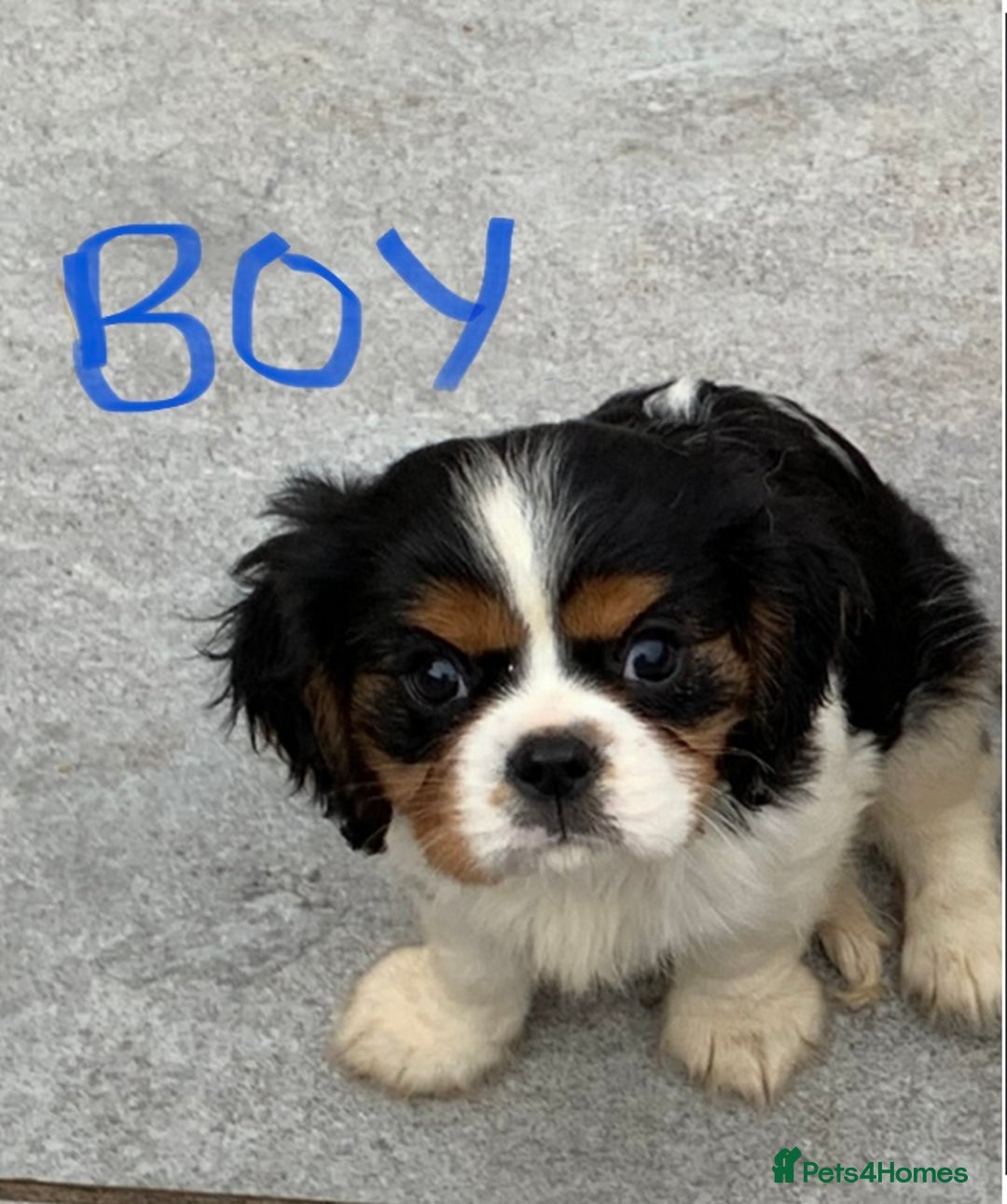 Cavalier King Charles Spaniel dogs for sale: Pedigree cavalier puppies  - Image 5