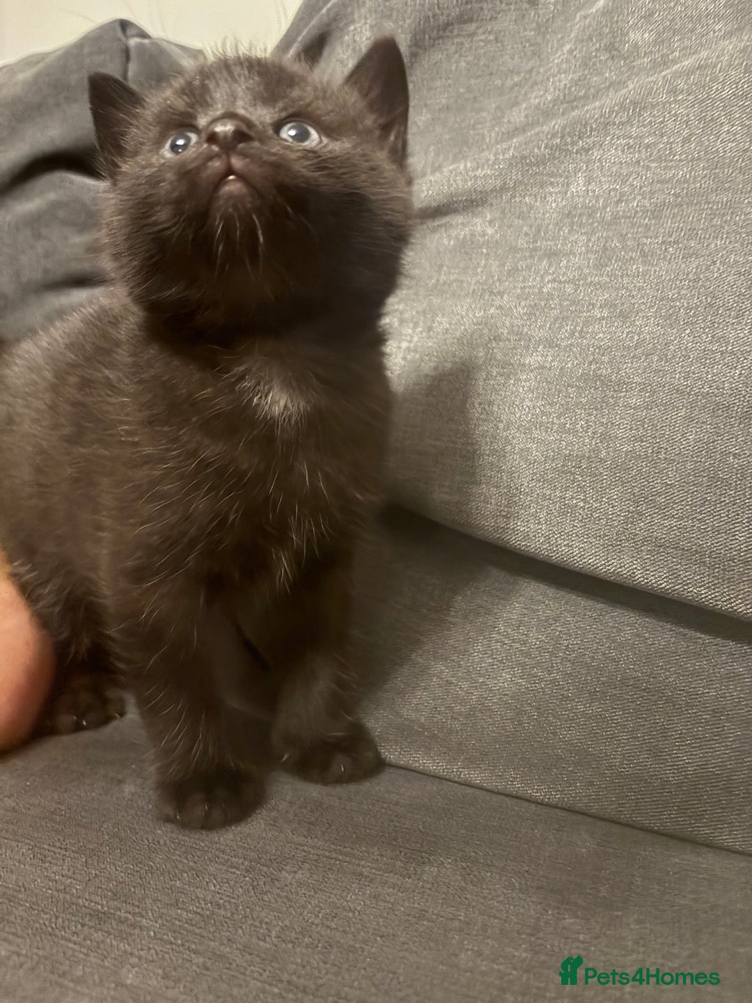 Mixed Breed cats for sale: 4 kittens for sale  - Advert 5