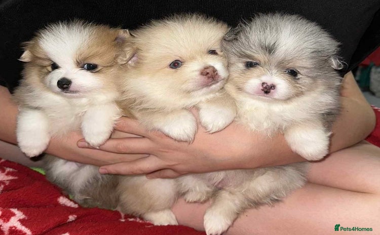 Pomeranian dogs - Advert 1