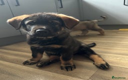 Mixed Breed dogs for sale: German Shepherd x Rottweiler puppies | READY TO GO - Image 2