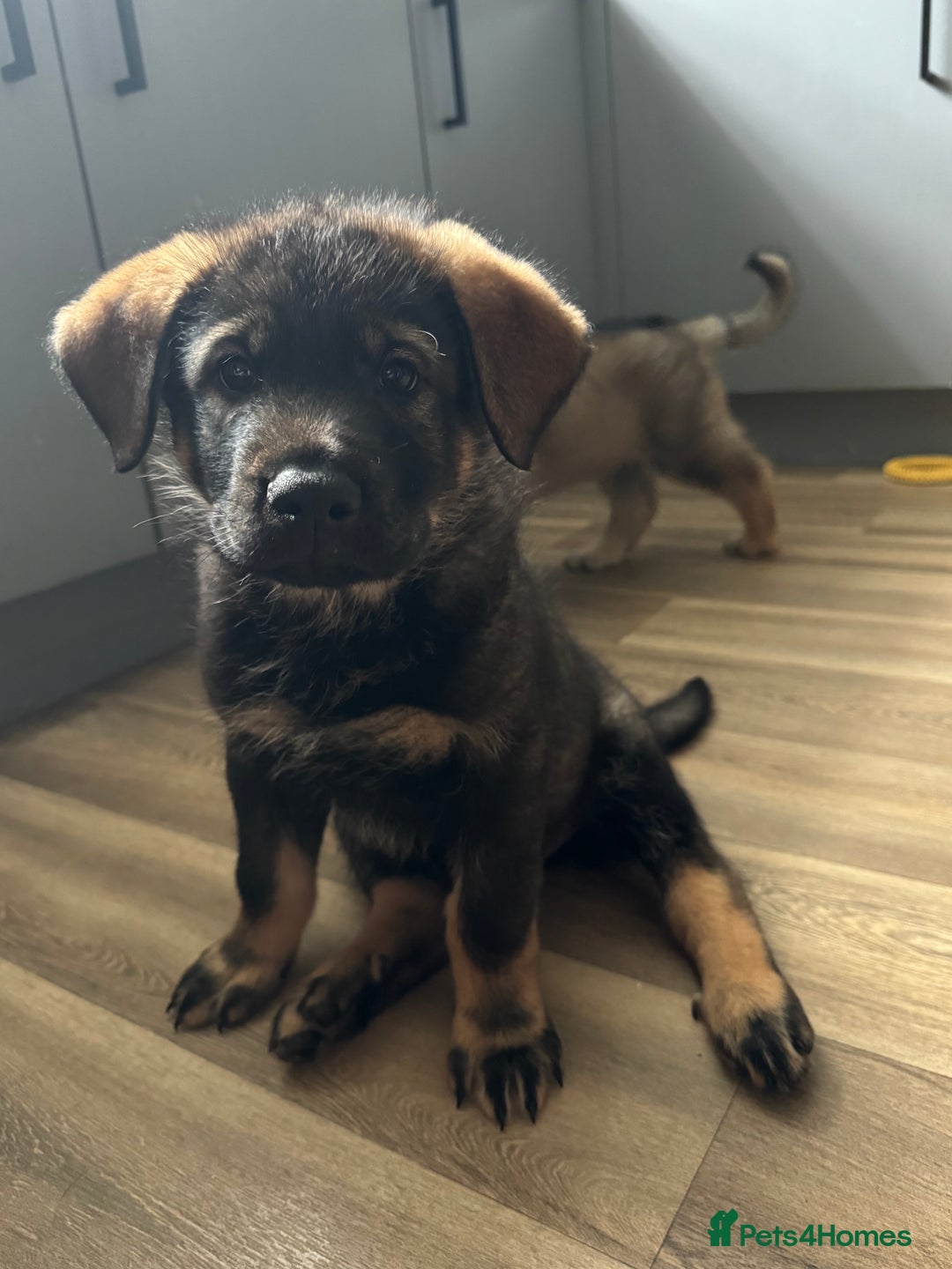 Mixed Breed dogs for sale: German Shepherd x Rottweiler puppies | READY TO GO - Image 2