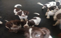 Sprocker dogs for sale: 5 sprocker boy pups - Image 4