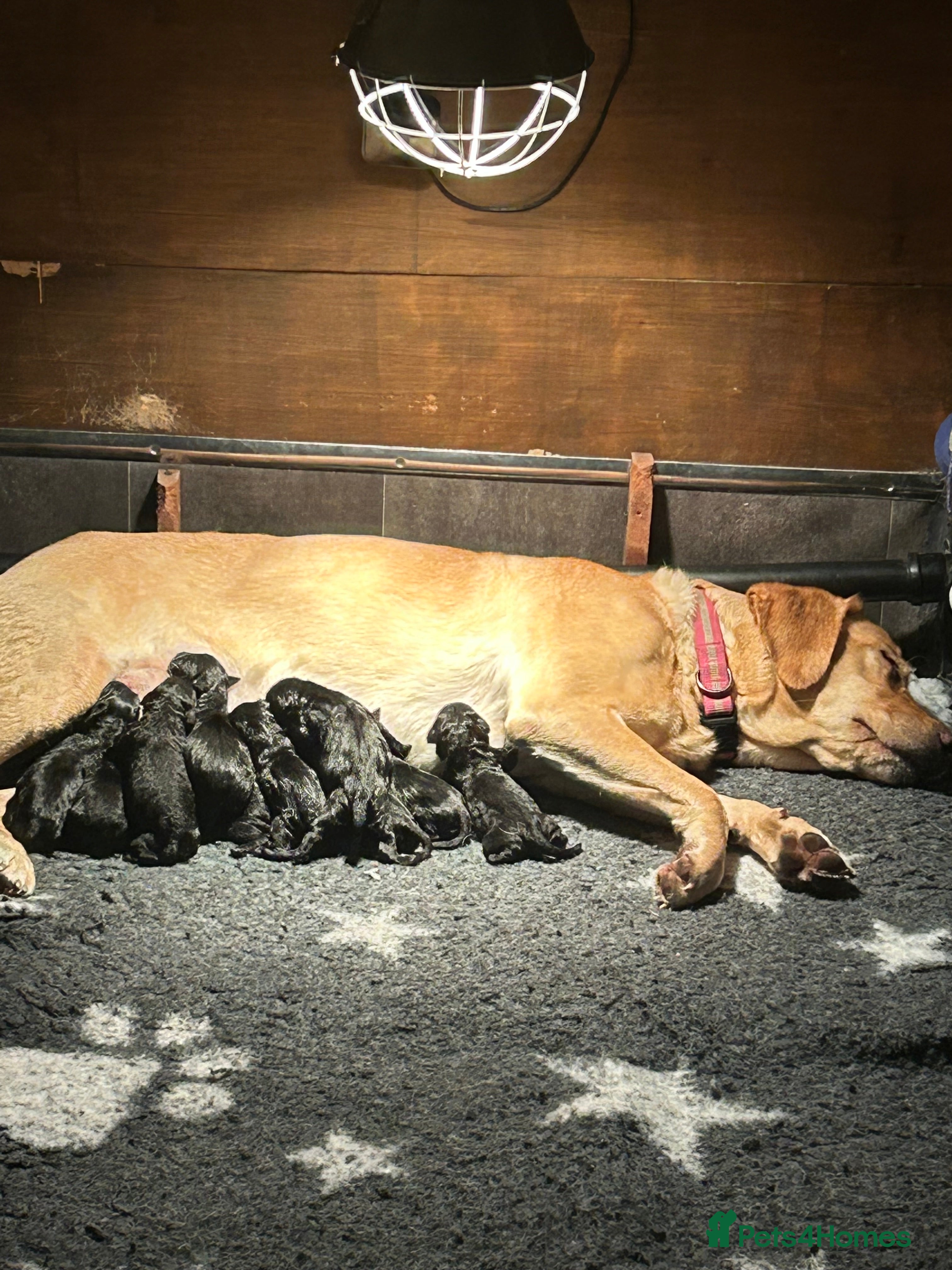 Labrador Retriever dogs Fantastic KC Registered black Labrador puppies in Trowbridge - Advert 3