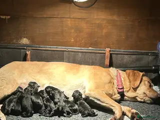 Labrador Retriever dogs Fantastic KC Registered black Labrador puppies in Trowbridge - Advert 3