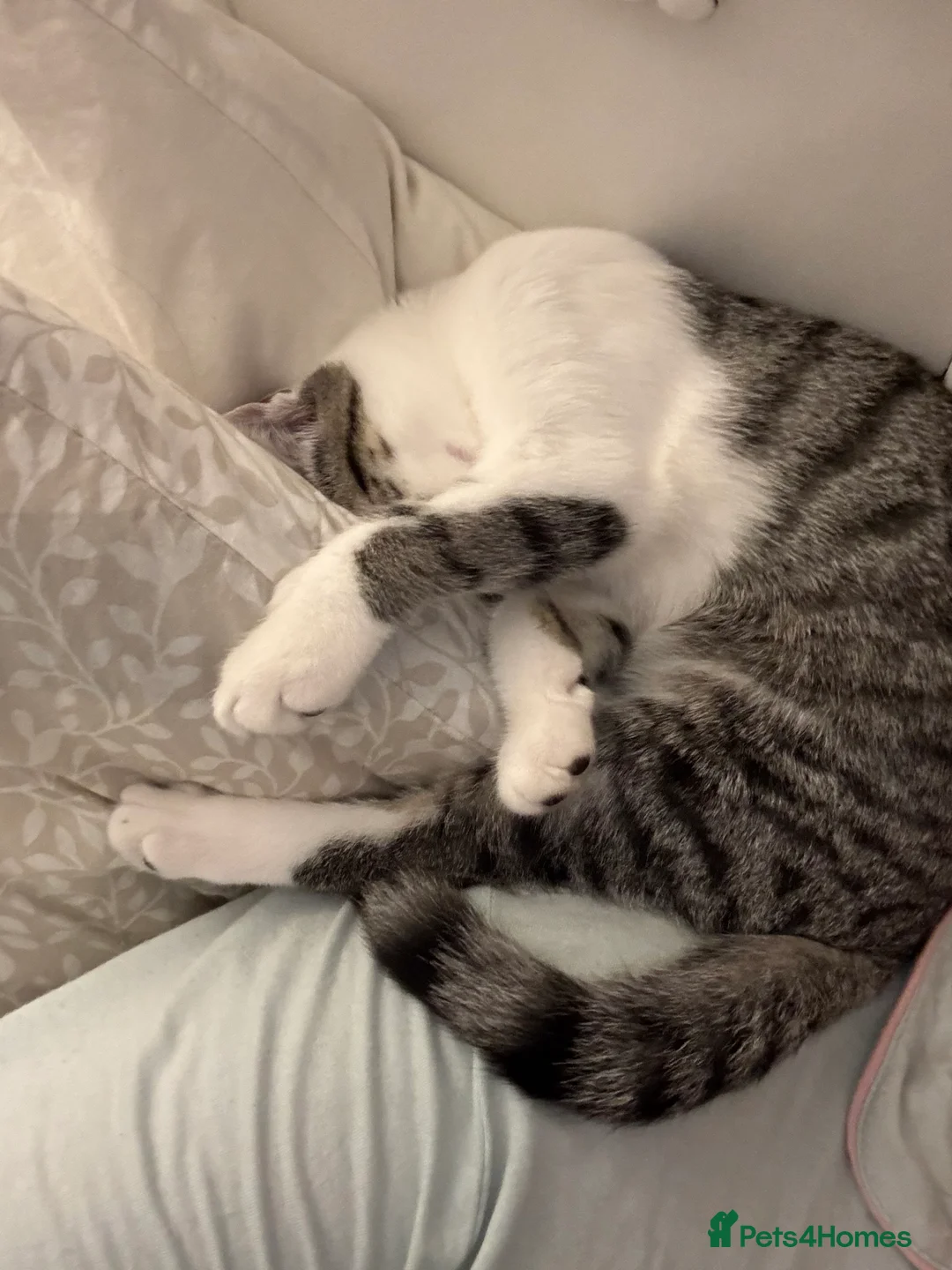 Mixed Breed cats for sale: Kitten 8 months old  in Stockton-on-Tees - Advert 8