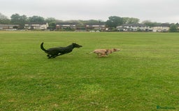 Mixed Breed dogs for sale: 2 year old Belgian Malinois cross (Ivar) - Advert 7