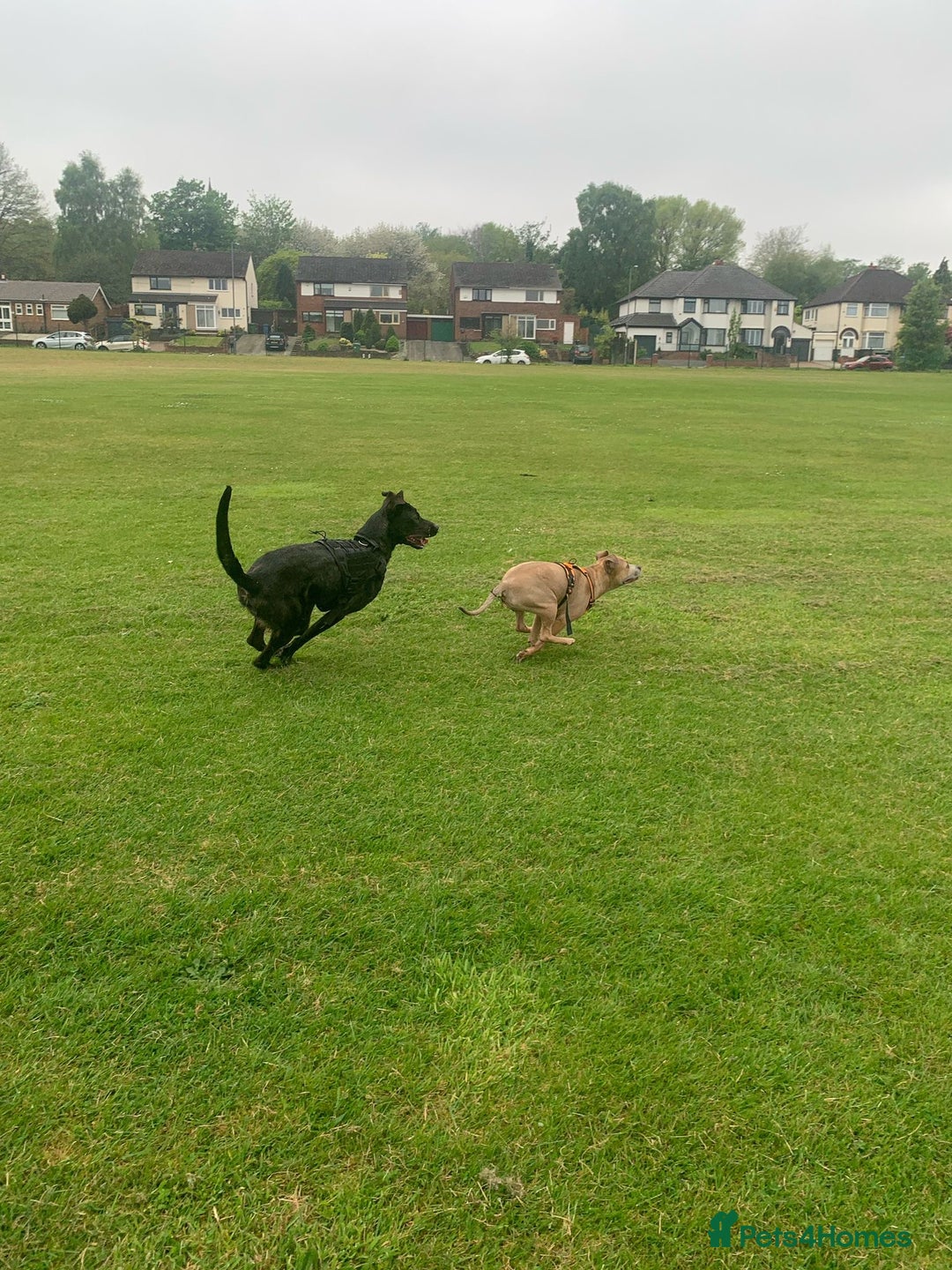 Mixed Breed dogs for sale: 2 year old Belgian Malinois cross (Ivar) - Advert 7