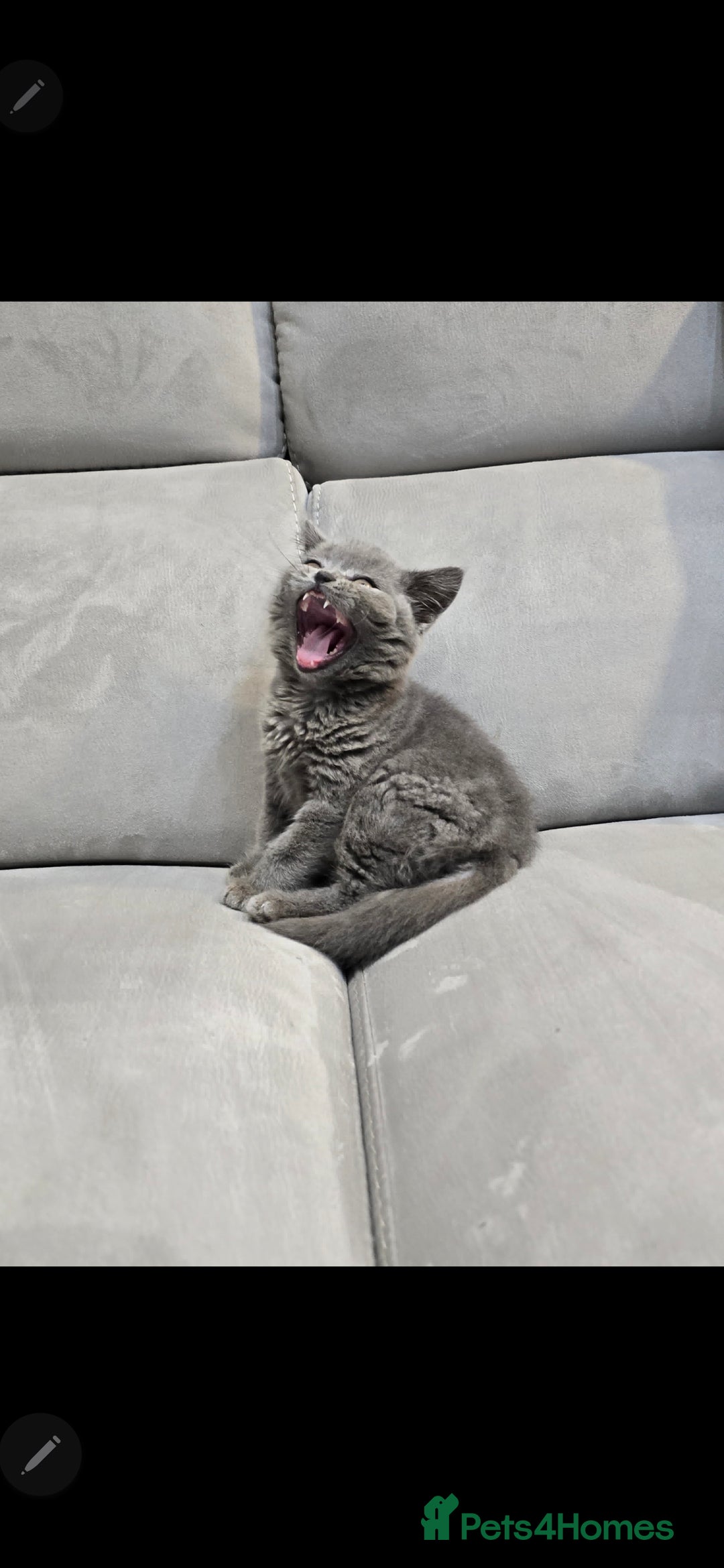 British Shorthair cats for sale: Beautiful chunky british shorthair kittens - Image 8