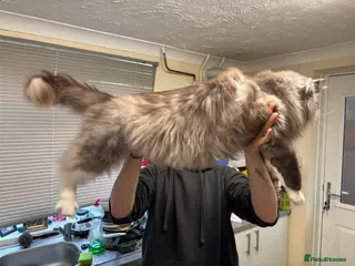 Maine Coon cats Maine coon Male - Advert 11