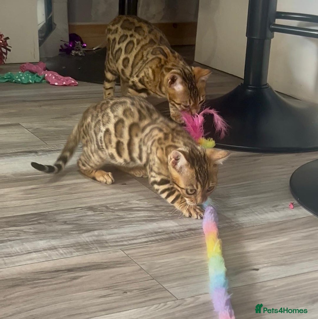 Bengal cats for sale: Beautiful 5 Generation Pedigree Kittens in London  - Image 9