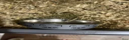 Guinea Pig rodents for sale: 2 young guinea pigs  in Brierley Hill - Advert 10