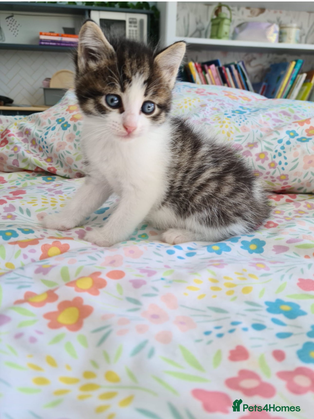 Mixed Breed cats Gorgeous boy looking for forever home - Advert 6