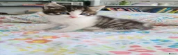 Mixed Breed cats for sale: Gorgeous boy looking for a forever home - Advert 1