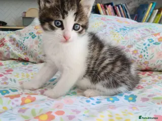 Mixed Breed cats Gorgeous boy looking for a forever home - Advert 8