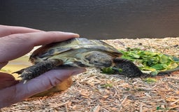Tortoise reptiles for sale: Horse field tortoise with complete setup  - Image 5