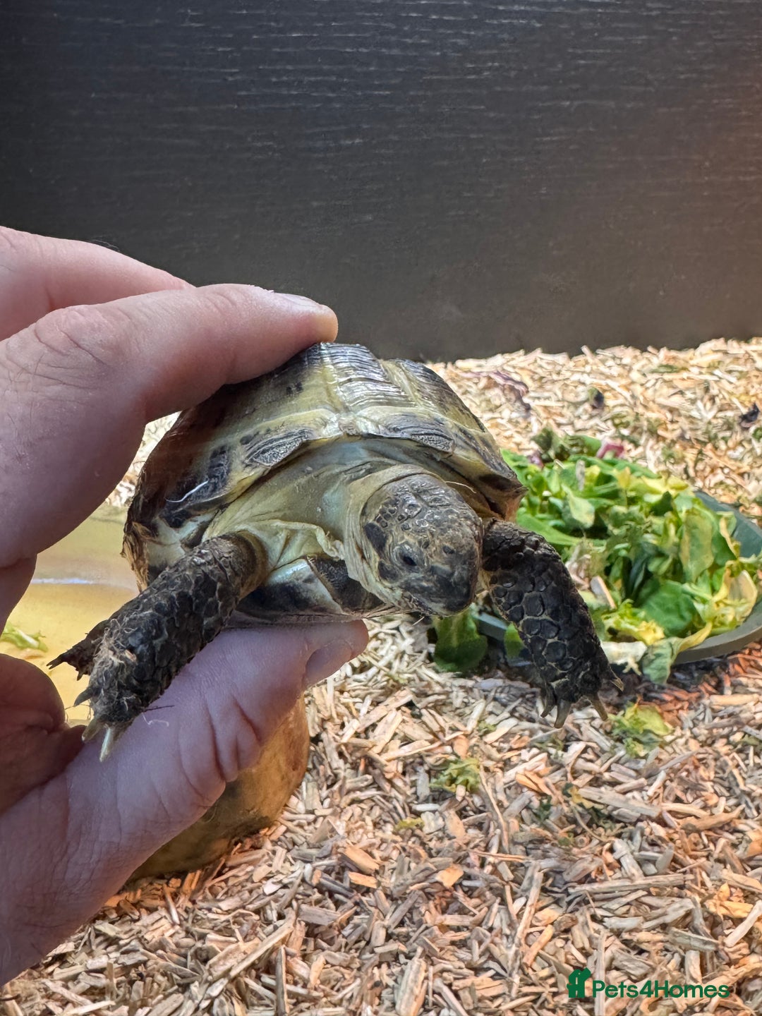 Tortoise reptiles for sale: Horse field tortoise with complete setup  - Image 5