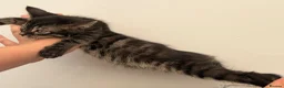 Bengal cats for sale: bengal female kittens - Advert 9