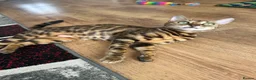 Bengal cats for sale: Bengal kittens for sale - Advert 5