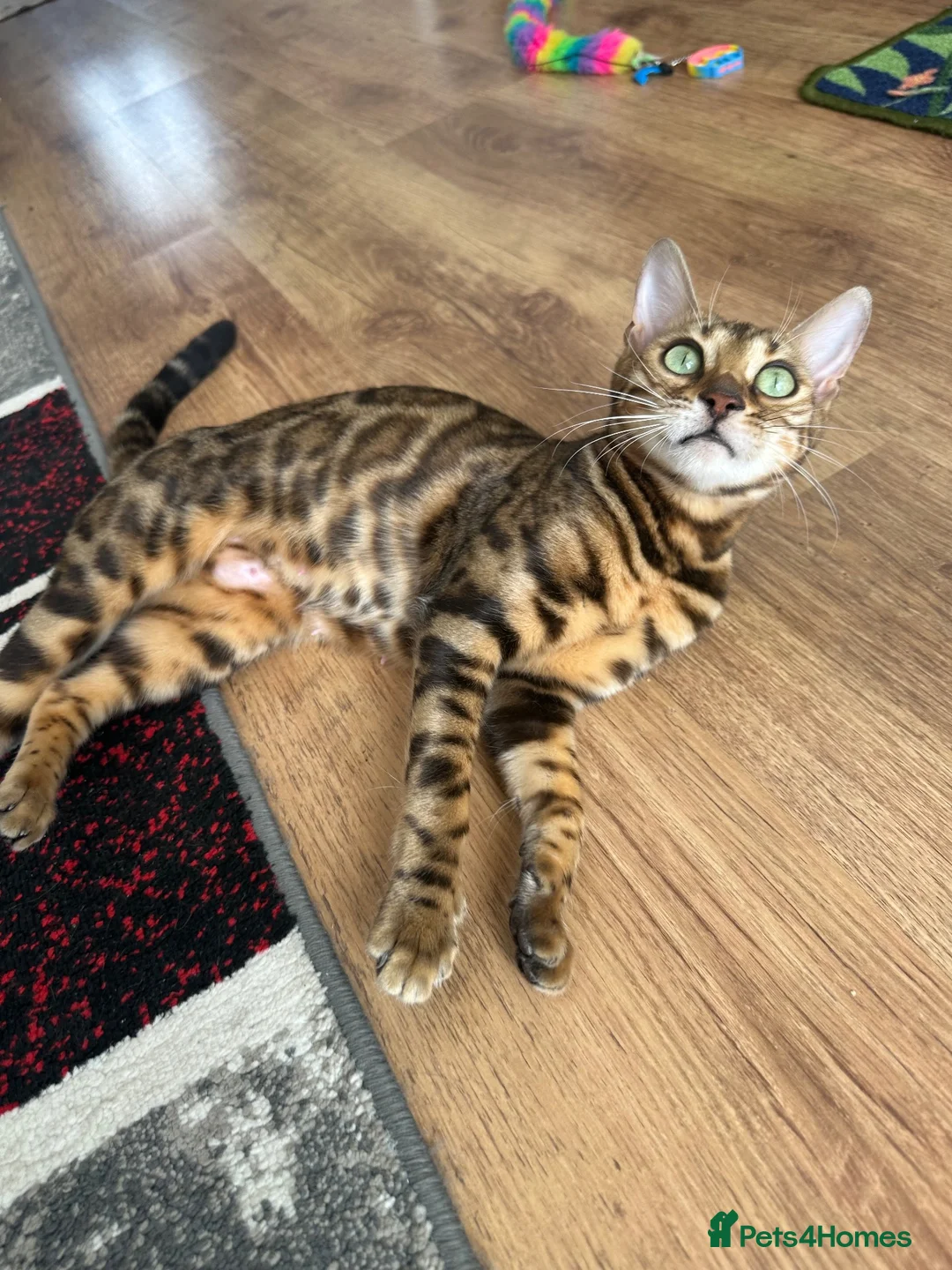 Bengal cats for sale: Bengal kittens for sale - Advert 5
