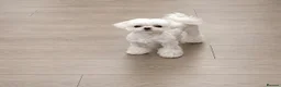 Maltipoo dogs for sale: 🐾 Buddy – Tiny Asian Maltipoo 8mths old - Advert 6