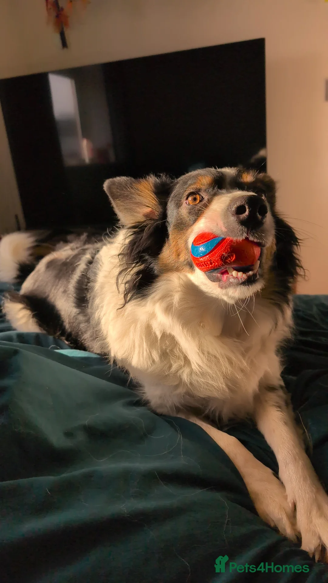 Border Collie dogs for sale: *Experience border collie home wanted* in Weston-super-Mare - Advert 2