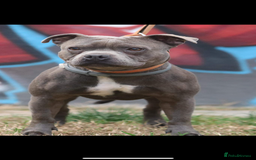 Staffordshire Bull Terrier dogs for sale: BEAUTIFUL BLUE STAFFY PUPPYS FOR SALE!!! - Image 11