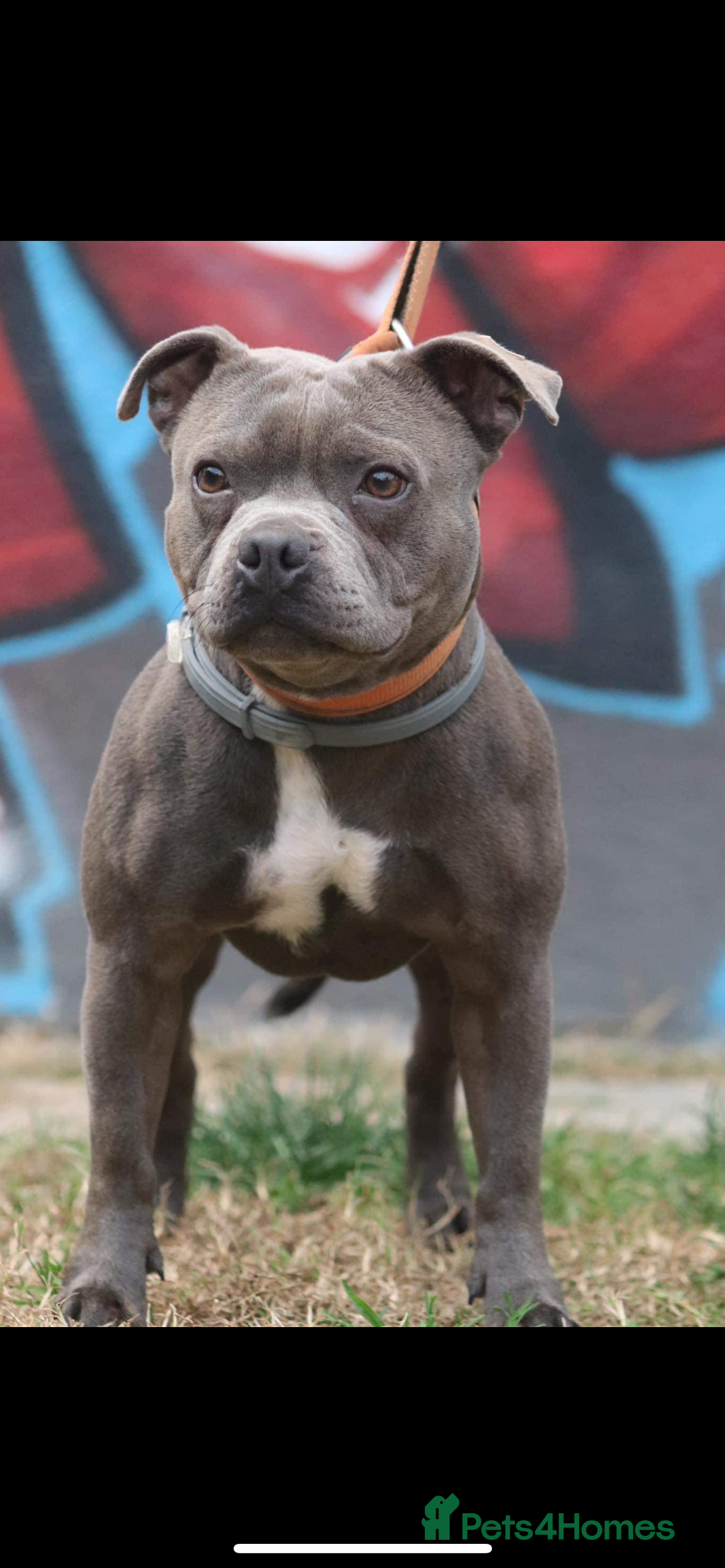 Staffordshire Bull Terrier dogs for sale: BEAUTIFUL BLUE STAFFY PUPPYS FOR SALE!!! - Image 11