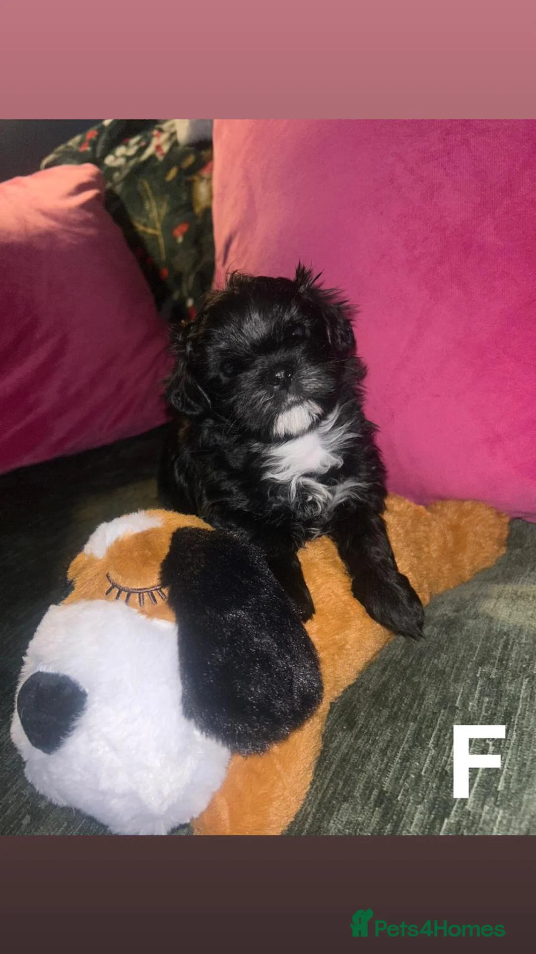 Mixed Breed dogs for sale: Toy malshipoo puppies  - Advert 3