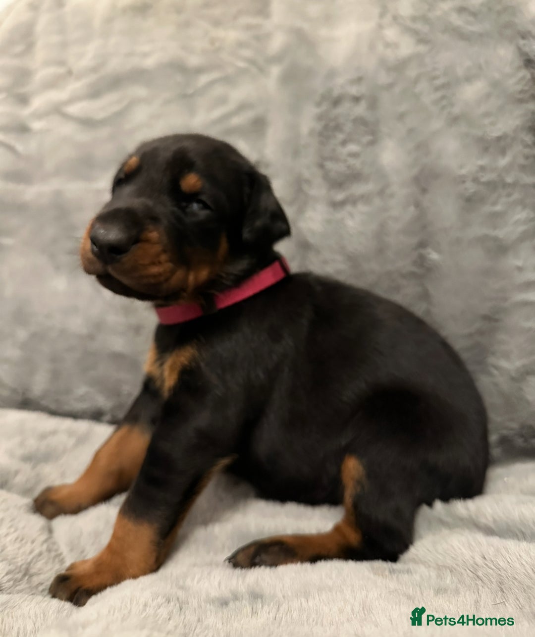 Dobermann dogs for sale: Amazing Dobermann puppies.  - Advert 6