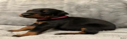 Dobermann dogs for sale: Amazing Dobermann puppies.  - Advert 6