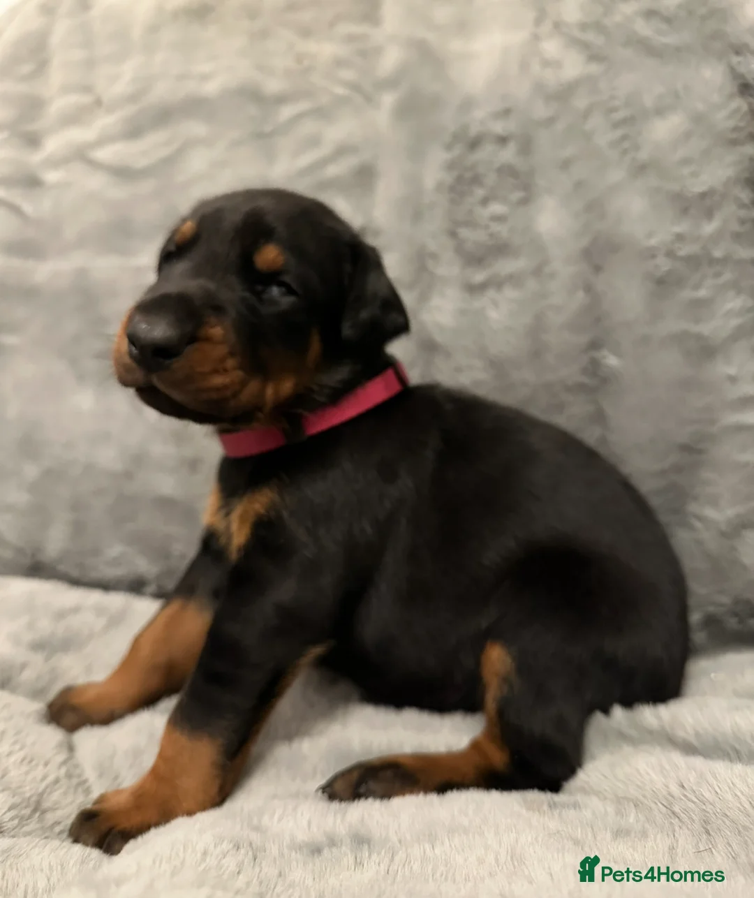 Dobermann dogs for sale: Amazing Dobermann puppies.  - Advert 6