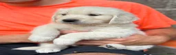 Golden Retriever dogs for sale: Beautiful golden retriever babies  - Advert 7