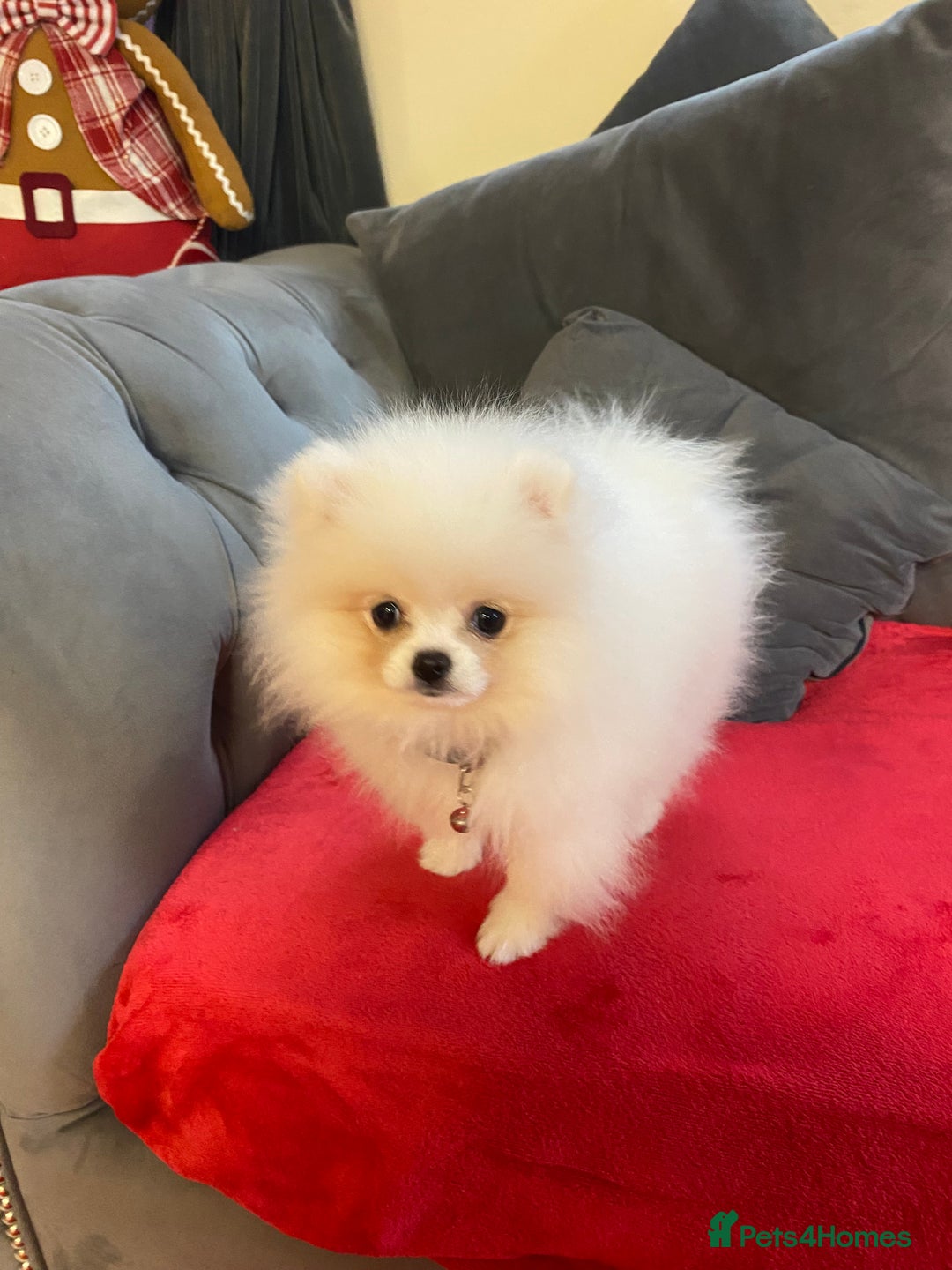 Pomeranian dogs for sale: 12 week old teddy bear Pomeranian white beautiful! - Advert 4
