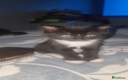 Domestic Shorthair cats for sale: 2 Girl and 1 Boy Available  - Image 5