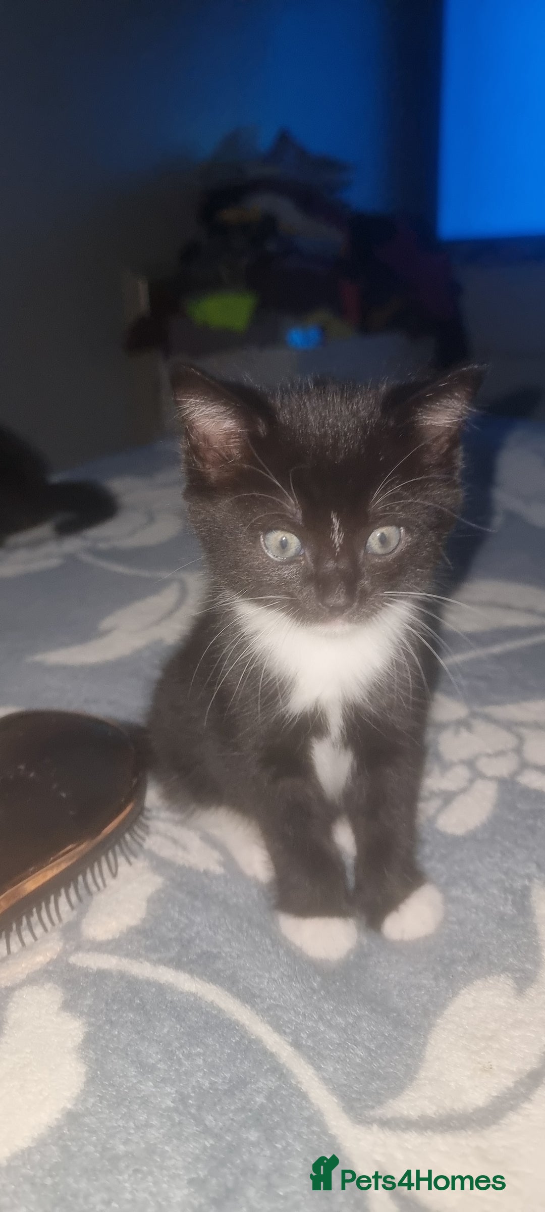 Domestic Shorthair cats for sale: 2 Girl and 1 Boy Available  - Image 5