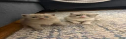 Scottish Fold cats for sale: Last Kittens – Don't Miss Out  - Advert 14