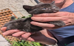 Mixed Breed cats for sale: 3 adorable kittens  - Image 4