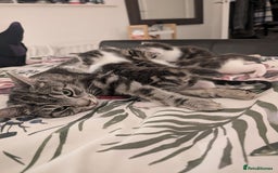 British Shorthair cats for sale: 4 beautiful Kittens available  - Image 7