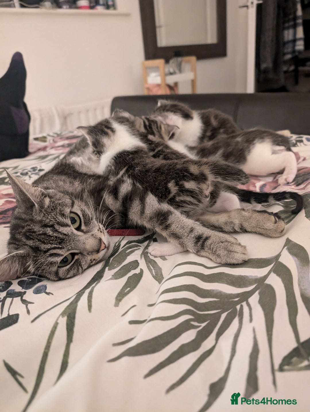 British Shorthair cats for sale: 4 beautiful Kittens available  - Image 7