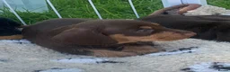 Miniature Dachshund dogs for sale: miniature wire haired dachshund - Advert 8