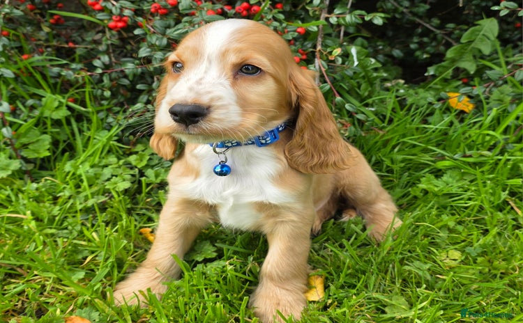 Cocker Spaniel dogs - Advert 4