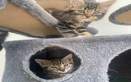 Mixed Breed cats for sale: Adorable kittens looking for their forever home 🐾 - Image 1
