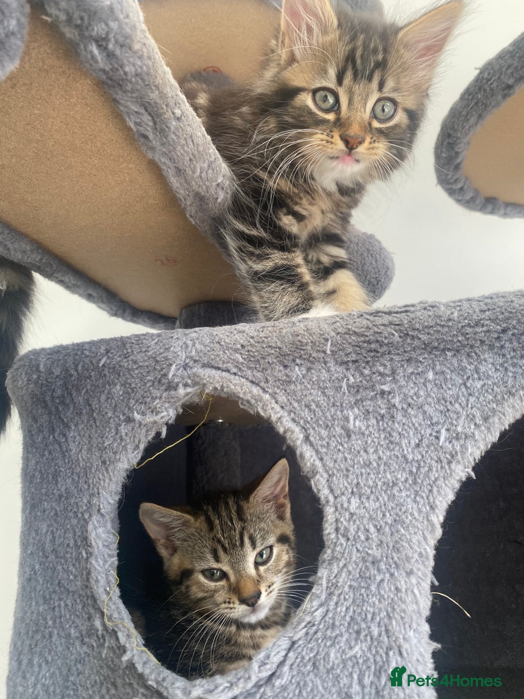 Mixed Breed cats for sale: Adorable kittens looking for their forever home 🐾 - Image 1
