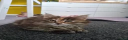 Maine Coon cats for sale: 5 Beautiful Maine Coon Kittens  - Advert 7