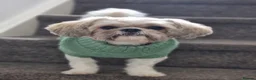 Shih Tzu dogs for stud: Beautiful Shih Tzu for stud  - Advert 1