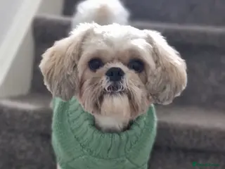 Shih Tzu dogs Beautiful Shih Tzu for stud - Advert 1